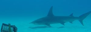 image of finprint shark underwater