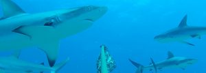 image of finprint sharks underwater