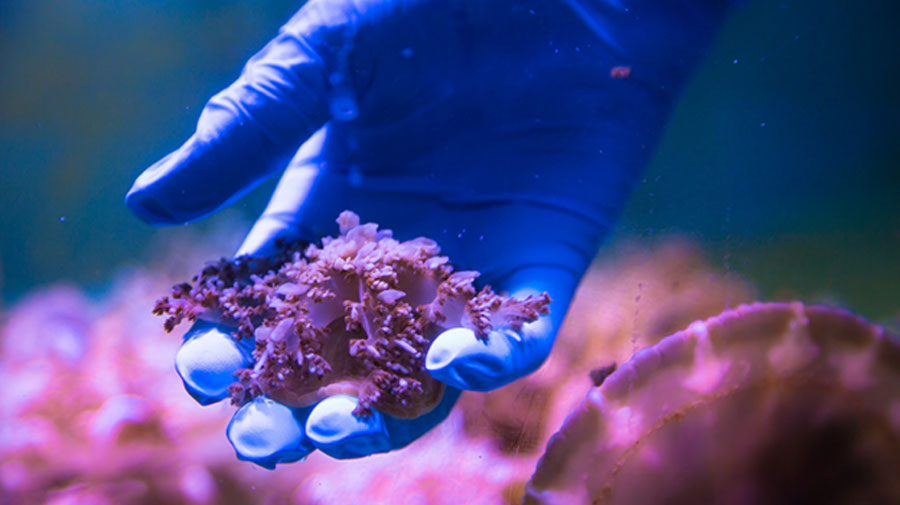 View of hand underwater holding anemone