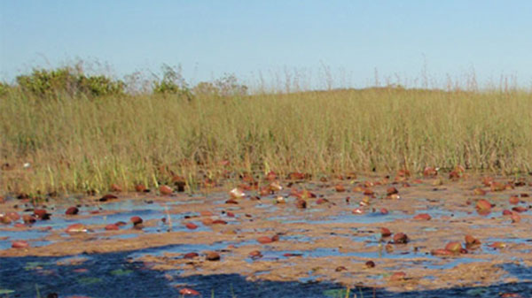 Everglades Swamps